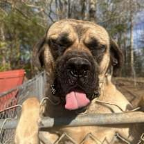 Thumbnail photo of Moose #3