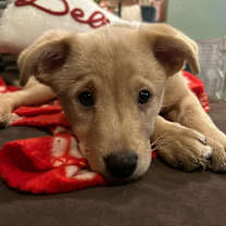 Thumbnail photo of Tigger #2