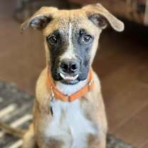 Thumbnail photo of Ludo #1