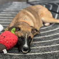 Thumbnail photo of Ludo #2