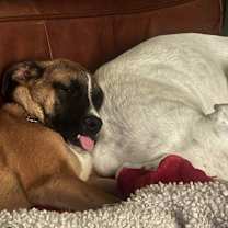 Thumbnail photo of Ludo #3