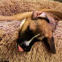 Thumbnail photo of Ludo #4