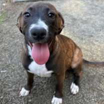 Thumbnail photo of Perle #1