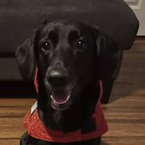 Thumbnail photo of Kobe #1