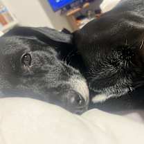 Thumbnail photo of Kobe #3