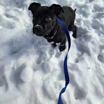 Thumbnail photo of Jax #1