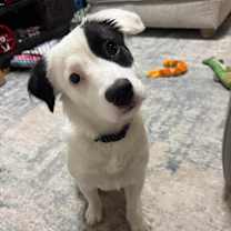 Thumbnail photo of Tesla #1