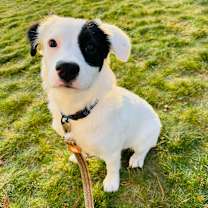 Thumbnail photo of Tesla #2