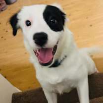 Thumbnail photo of Tesla #4