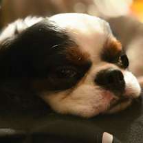 Thumbnail photo of Riley #3