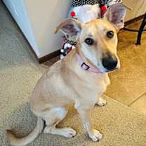 Thumbnail photo of Scarlet #1