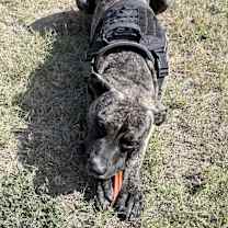 Thumbnail photo of Gus #4