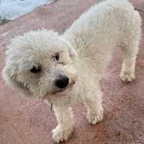 Thumbnail photo of LENNOX #3