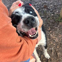 Thumbnail photo of Toby #2