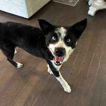 Thumbnail photo of Toby #3