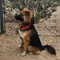 Thumbnail photo of Scout #1