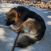 Thumbnail photo of Scout #2