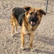 Thumbnail photo of Scout #3