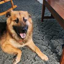 Thumbnail photo of Scout #4