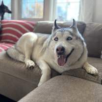 Thumbnail photo of Tundra #1