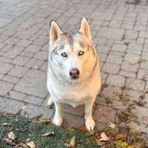 Thumbnail photo of Tundra #3