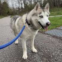 Thumbnail photo of Tundra #4