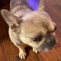 Thumbnail photo of Delilah #2