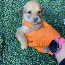 Thumbnail photo of Gravy* #2