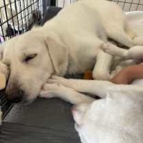 Thumbnail photo of Lily #2