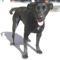 Thumbnail photo of Hula #1