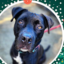 Thumbnail photo of Riley (C000-321) - Chino Hills Location #1