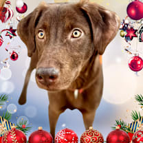 Thumbnail photo of Bronco (C000-718) - Chino Hills Location #1