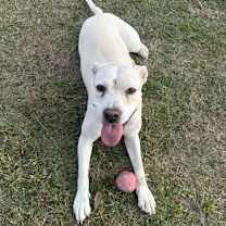 Thumbnail photo of Harley Quinn #2