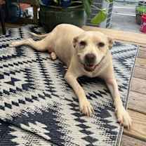 Thumbnail photo of Harley Quinn #4