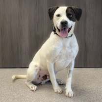 Thumbnail photo of Petey #1