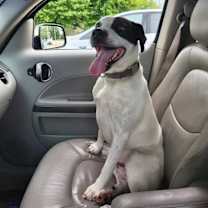 Thumbnail photo of Petey #2