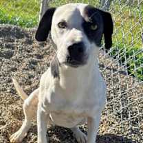 Thumbnail photo of Petey #3