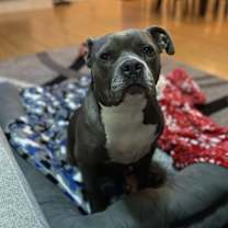 Thumbnail photo of Blue #3