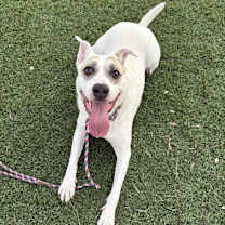 Thumbnail photo of Jake #1