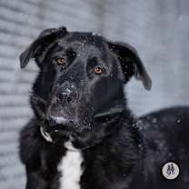 Thumbnail photo of Oreo Cookie #1