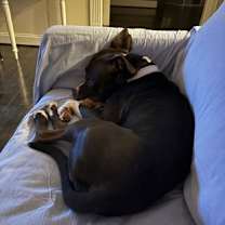 Thumbnail photo of Bee #3