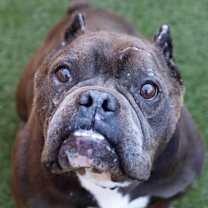 Thumbnail photo of Barqs #1