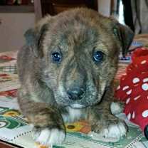 Thumbnail photo of Cowgirl #1