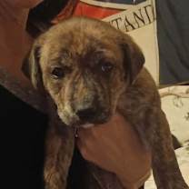 Thumbnail photo of Cowgirl #2