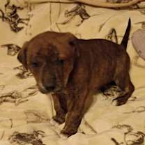 Thumbnail photo of Cowgirl #3