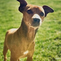 Thumbnail photo of chico #1