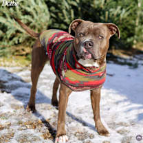 Thumbnail photo of Dottie #1