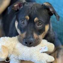 Thumbnail photo of Grizzly #1