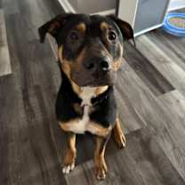 Thumbnail photo of Grizzly #2