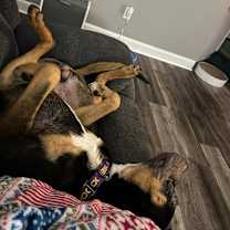 Thumbnail photo of Grizzly #4